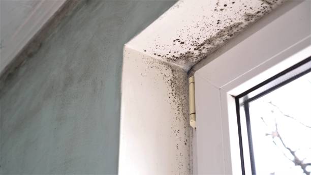 Best Attic Mold Removal  in Sandersville, GA