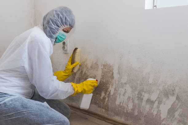 Best Local Mold Removal Service  in Sandersville, GA