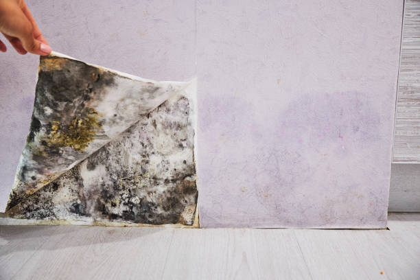 Best Mold Removal Near Me  in Sandersville, GA